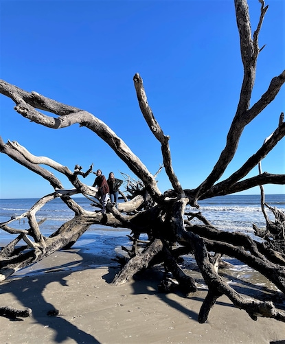 Travelers posing with giant tree root at Boneyard Beach at Botany Bay in Charleston, South Carolina. 