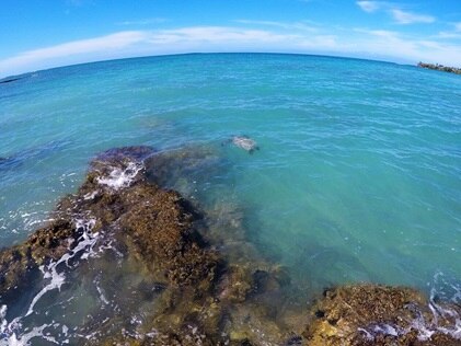 Sea turtle swimming just off shore in bright blue island waters on the Big Island of Hawaii.