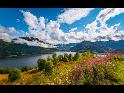 Wildflowers on a cliff with mountains in the distance in the Scottish Highlands.