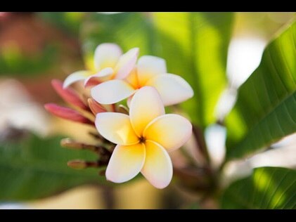 Close up shot of yellow and white tropical flower.