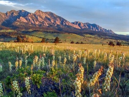 Close up of wild flowers with the Rocky Mountains in the distance, Boulder, Colorado. 
