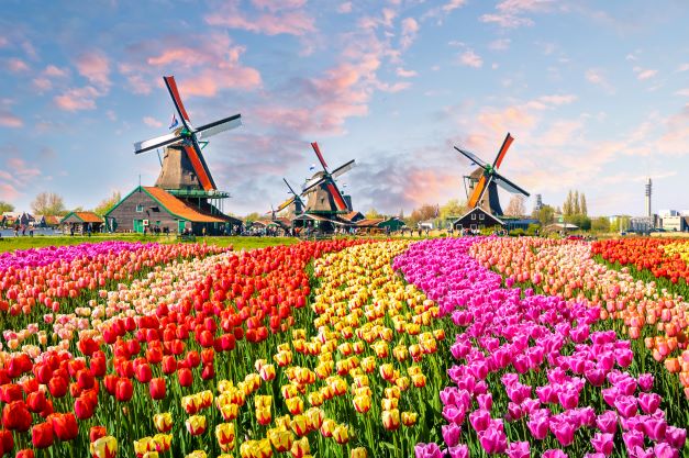 Gorgeous image of brightly colored tulips with windmills in the distance and cotton candy colored skies, Netherlands.