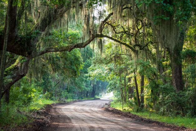 Sunshining through idyllic Live Oaks onto a winding dirt road,  Daufuskie Island, South Carolina. 