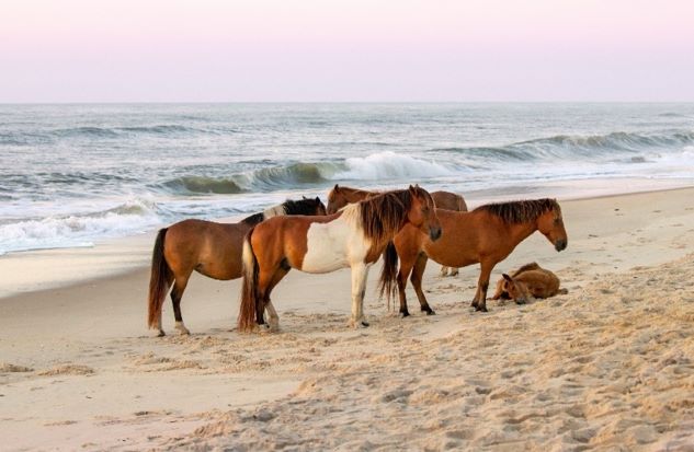 Wild ponies resting  along the shoreline, cotton candy skies overhead, Assateague Island, Maryland. 