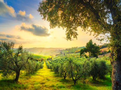 A vineyard at sunrise in Pisa, Italy, the heart of Tuscany