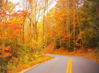 Road through the woods in autumn